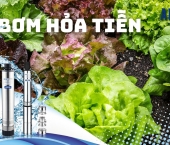 Bơm Hỏa Tiễn Tưới Rẫy Vườn - Giải Pháp Hiệu Quả Cho Nông Nghiệp