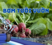 Cẩm nang chọn máy bơm tưới vườn: Bước đi thông minh để quản lý nước hiệu quả